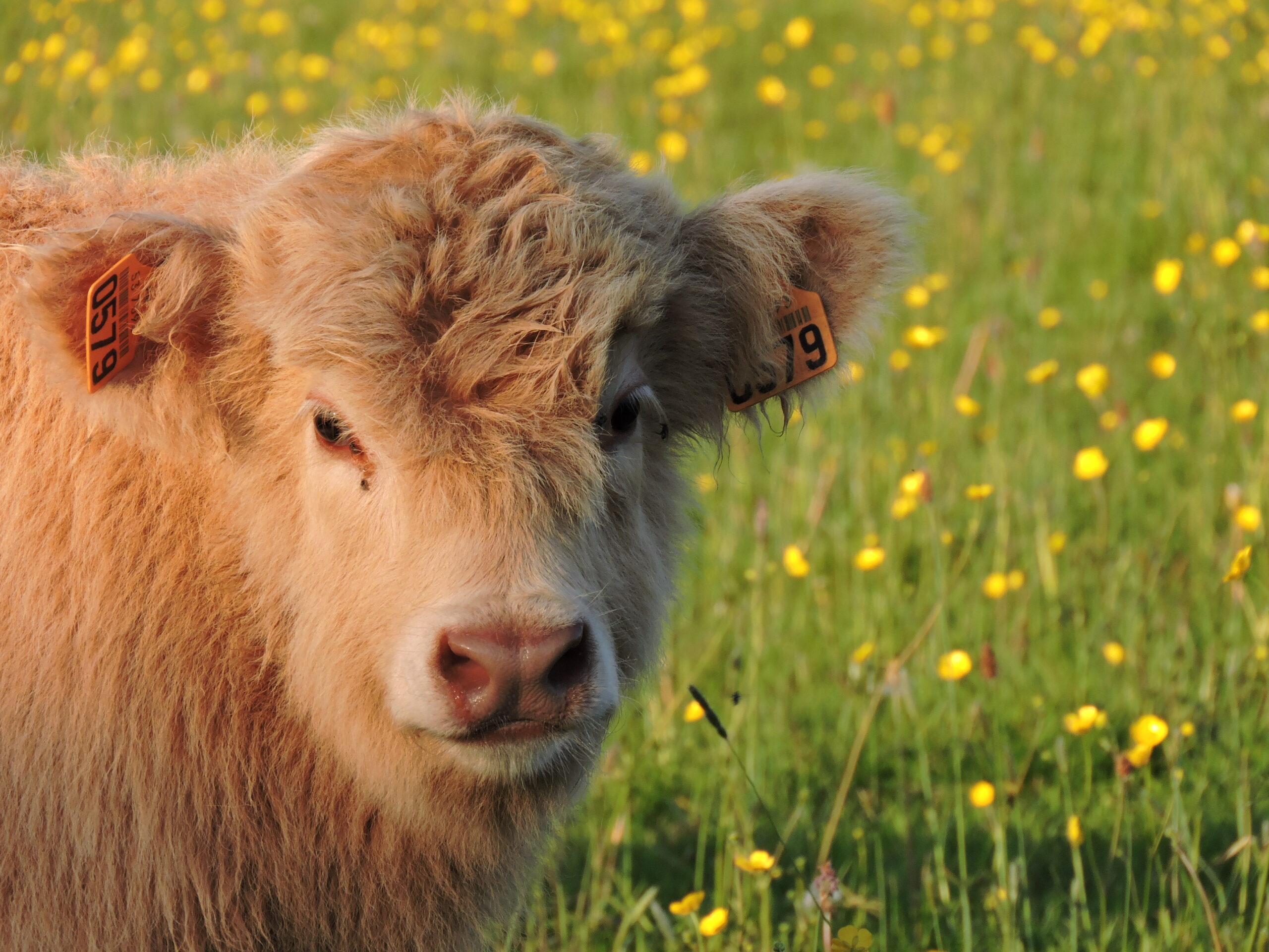 Photo-vaches-zoom